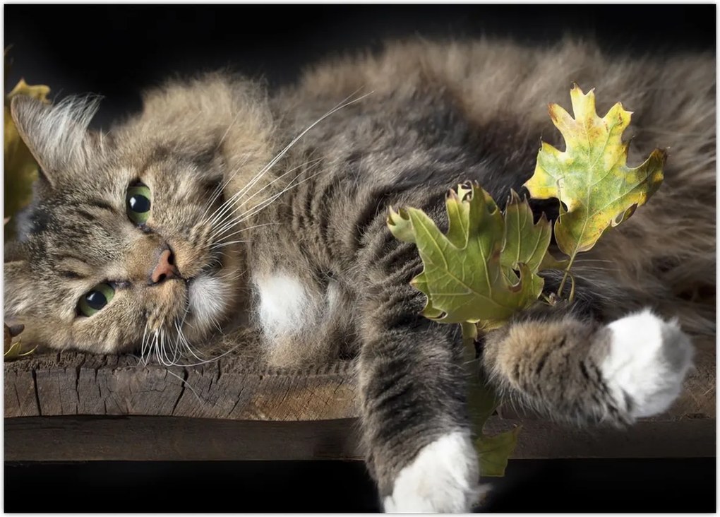 Tablou - Pisica mincinoasă (70x50 cm)