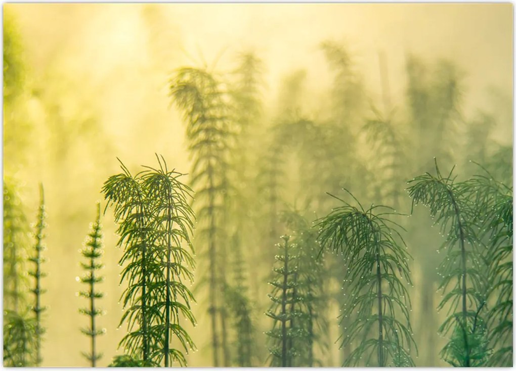 Tablou - Detaliu de primăvară natura cețoasă (70x50 cm)
