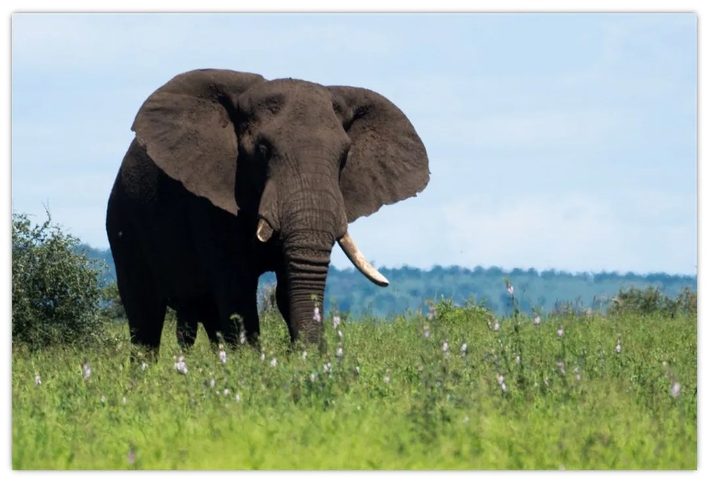 Tablou cu elefant (90x60 cm)