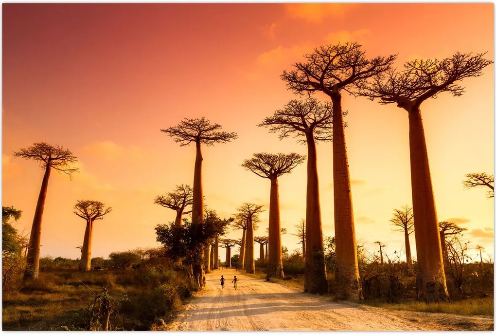Tablou - Apus de soare pe Aleea Baobabilor (90x60 cm)