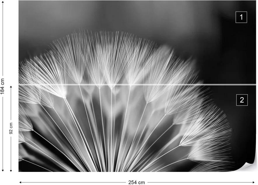 GLIX Fototapet - Dandelions Nature Black And White Vliesová tapeta  - 254x184 cm