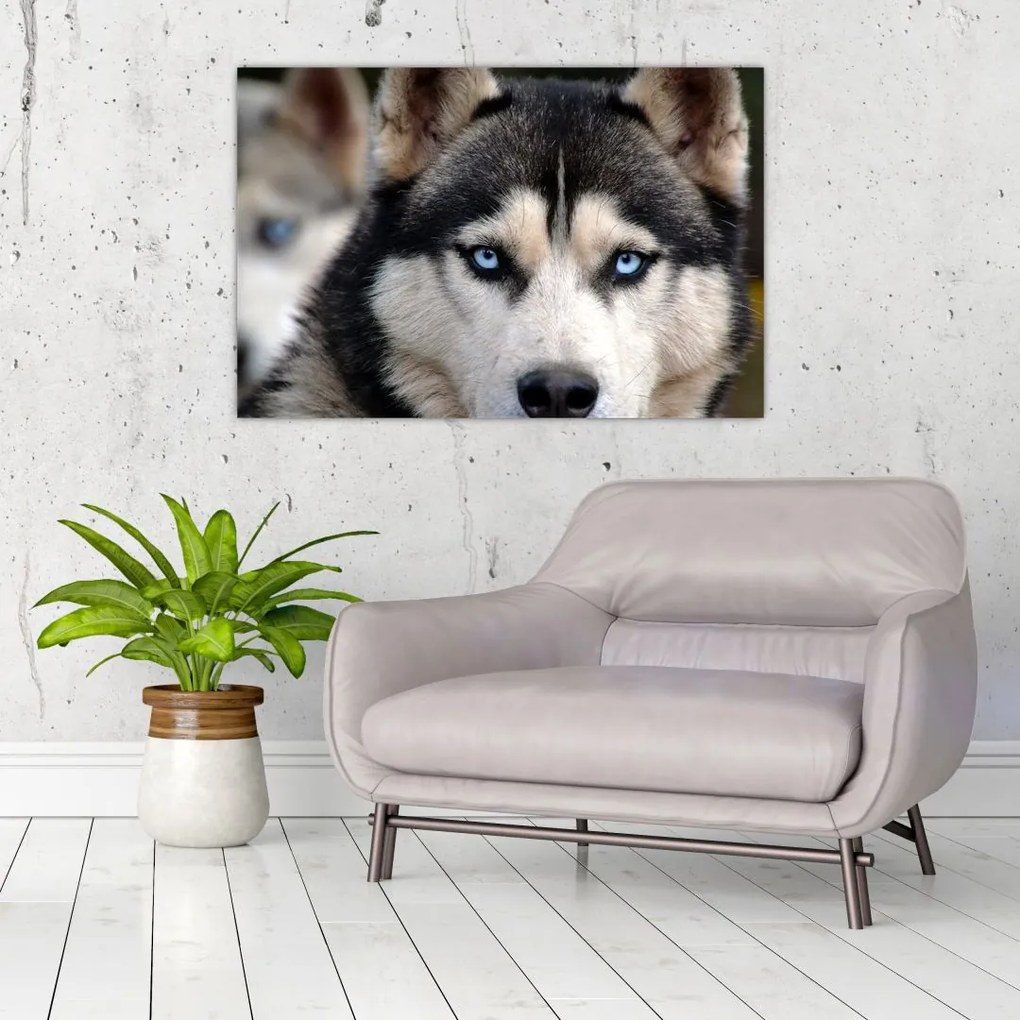 Tablou cu câinele husky (90x60 cm)