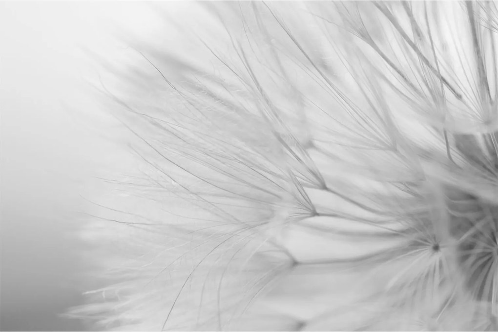 Tablou - Dandelion (90x60 cm)
