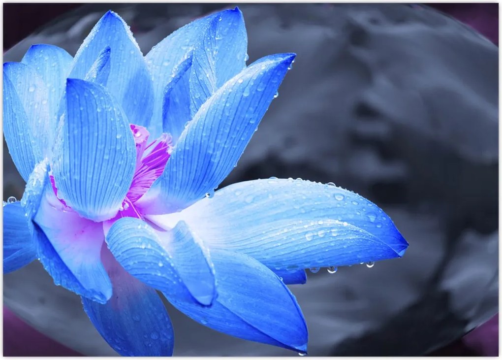 Tablou florilor în detailu (70x50 cm)