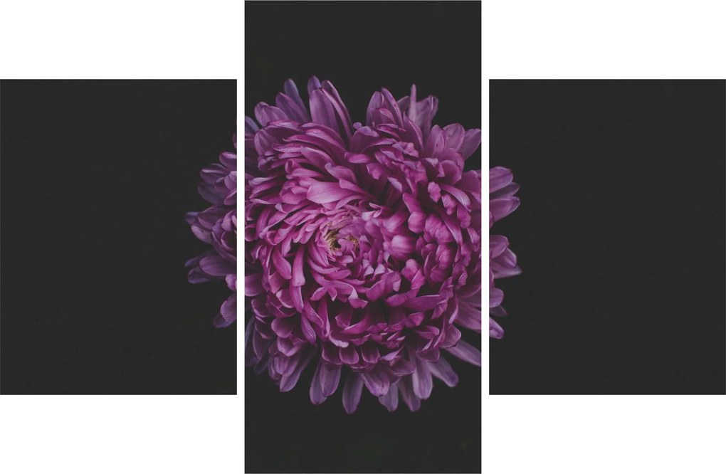 Tablou cu floare violetă (90x60 cm)