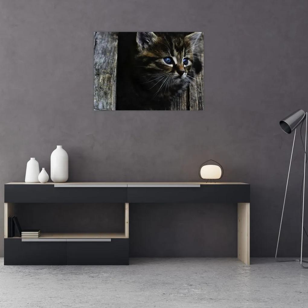 Tablou cu pisicuța (70x50 cm), în 40 de alte dimensiuni noi