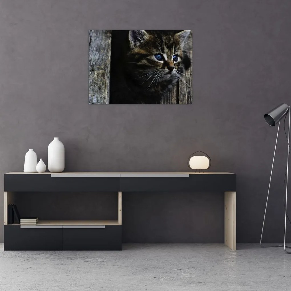 Tablou cu pisicuța (70x50 cm)