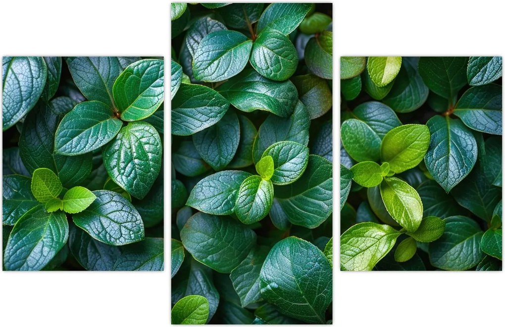 Tablou - Plante verzi (90x60 cm)