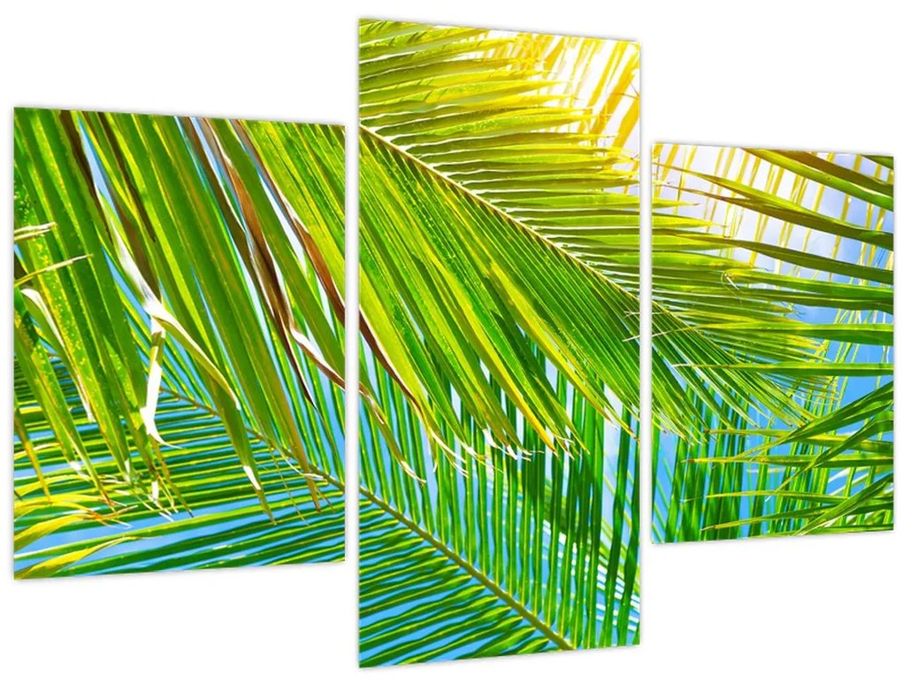 Tablou - Frunze de palmier (90x60 cm)