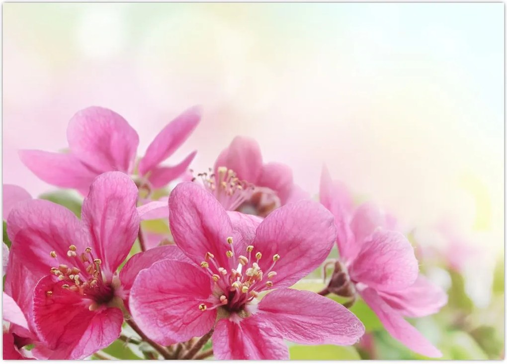 Tablou - Flori roz (70x50 cm)