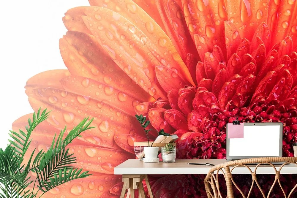 Tapet autoadeziv gerbera cu picături de apă