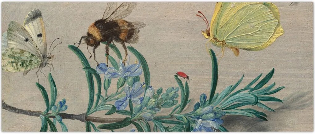 Tablou - Jan van Kessel the Elder, Insects and a Sprig of Rosemary, reproducere (120x50 cm)
