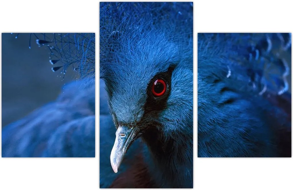 Tablou - Porumbel încoronat (90x60 cm)