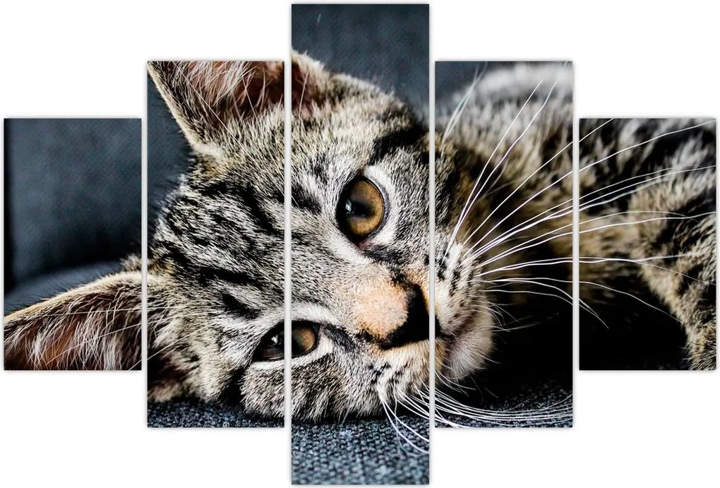 Tablou - Pisoi (150x105 cm)