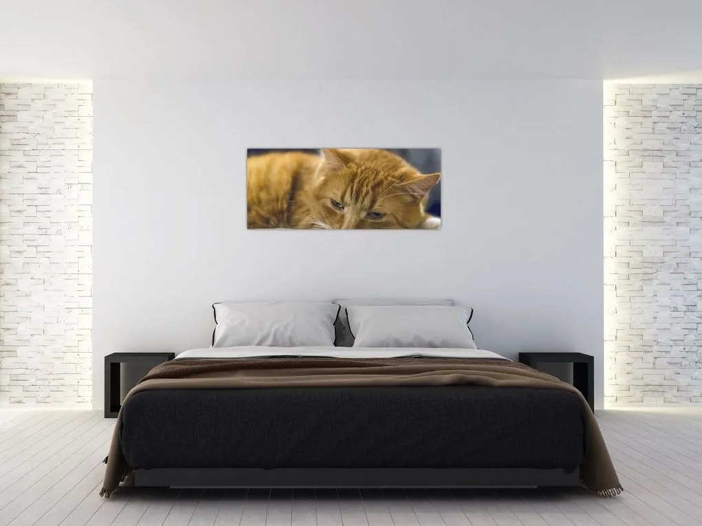 Tablou cu pisica (120x50 cm)