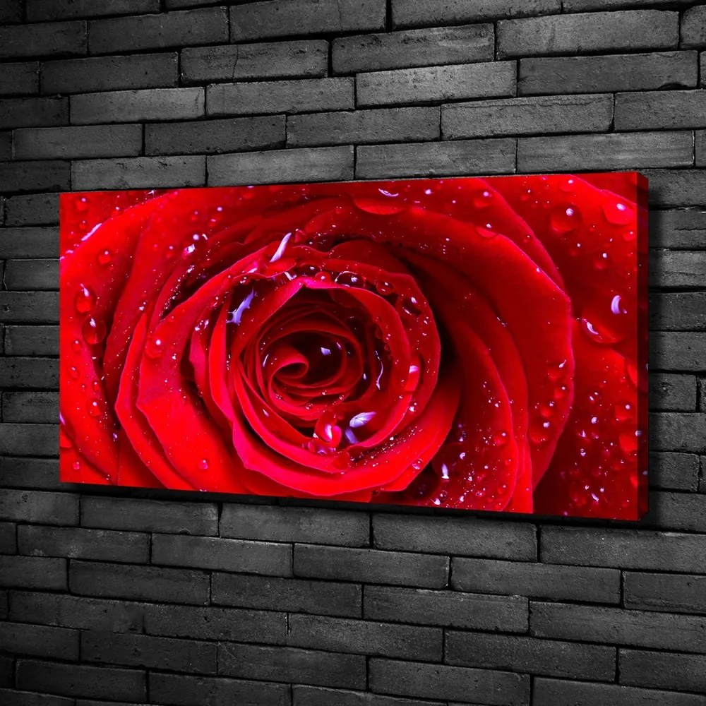 Tablou canvas Trandafir