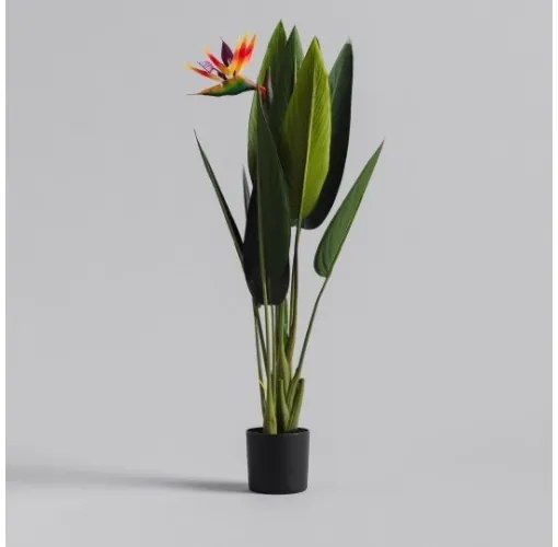 Floare decorativa parrotbeak