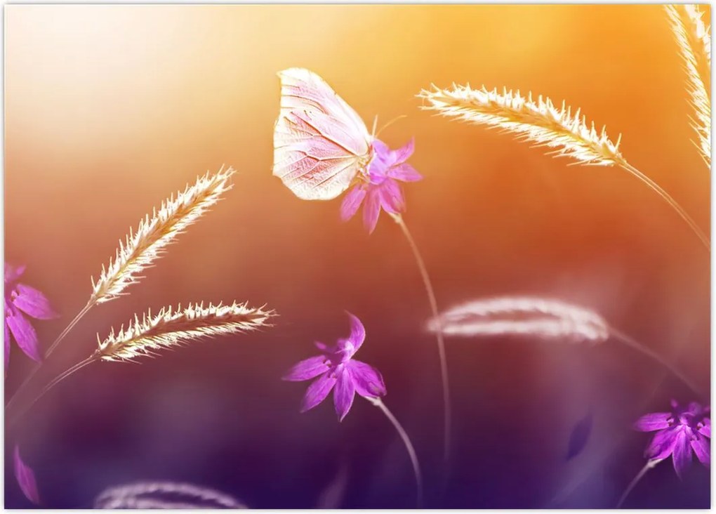 Tablou - Fluture roz (70x50 cm)