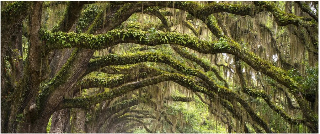 Tablou - Oaks Avenue, Charleston, Carolina de Sud, SUA (120x50 cm)