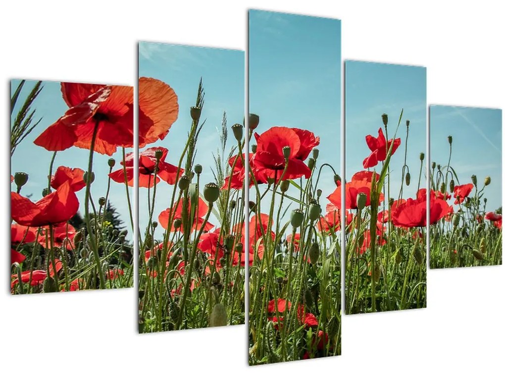Tablou - Pe câmpul cu maci (150x105 cm)