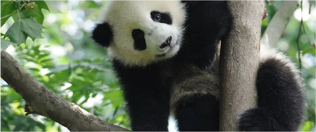 Tablou - Panda in copac (120x50 cm)