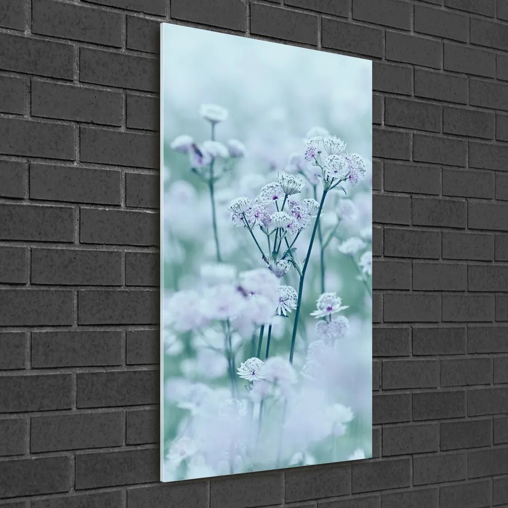 Tablou acrilic Astrantia