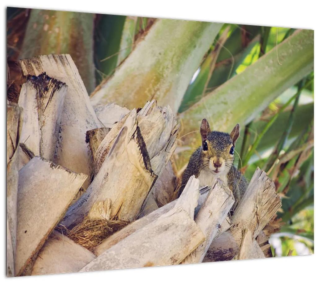 Tablou cu  veverița în copaci (70x50 cm), în 40 de alte dimensiuni noi