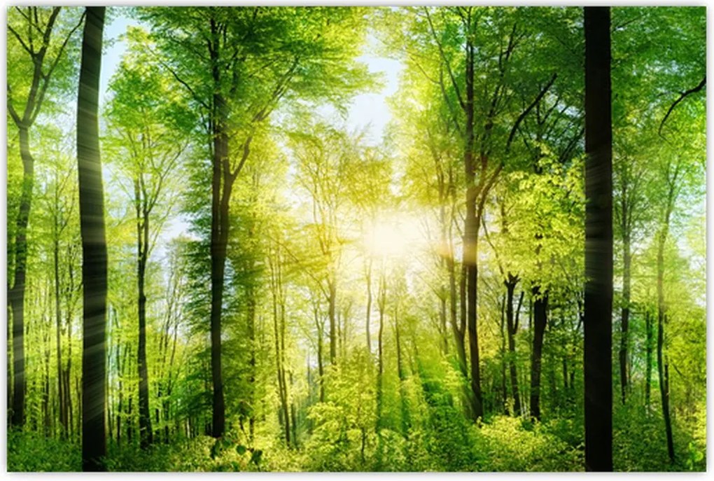 Tablou - Răsărit în pădure (90x60 cm)