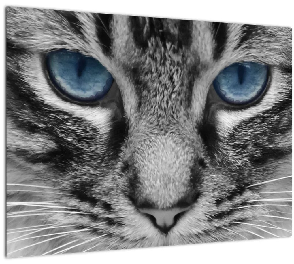 Tablou pe sticlă cu pisica (70x50 cm)