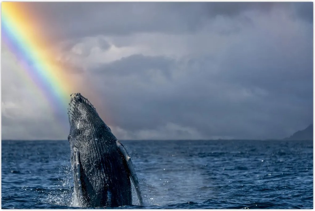 Tablou - Cocoșatul (90x60 cm)