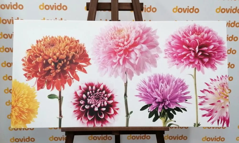 Tablou flori de dalia într-un design divers