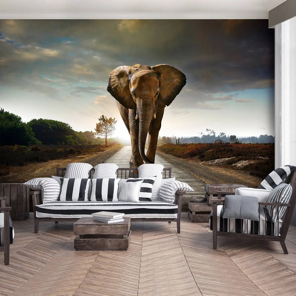 Fototapet - Elefant (254x184 cm)