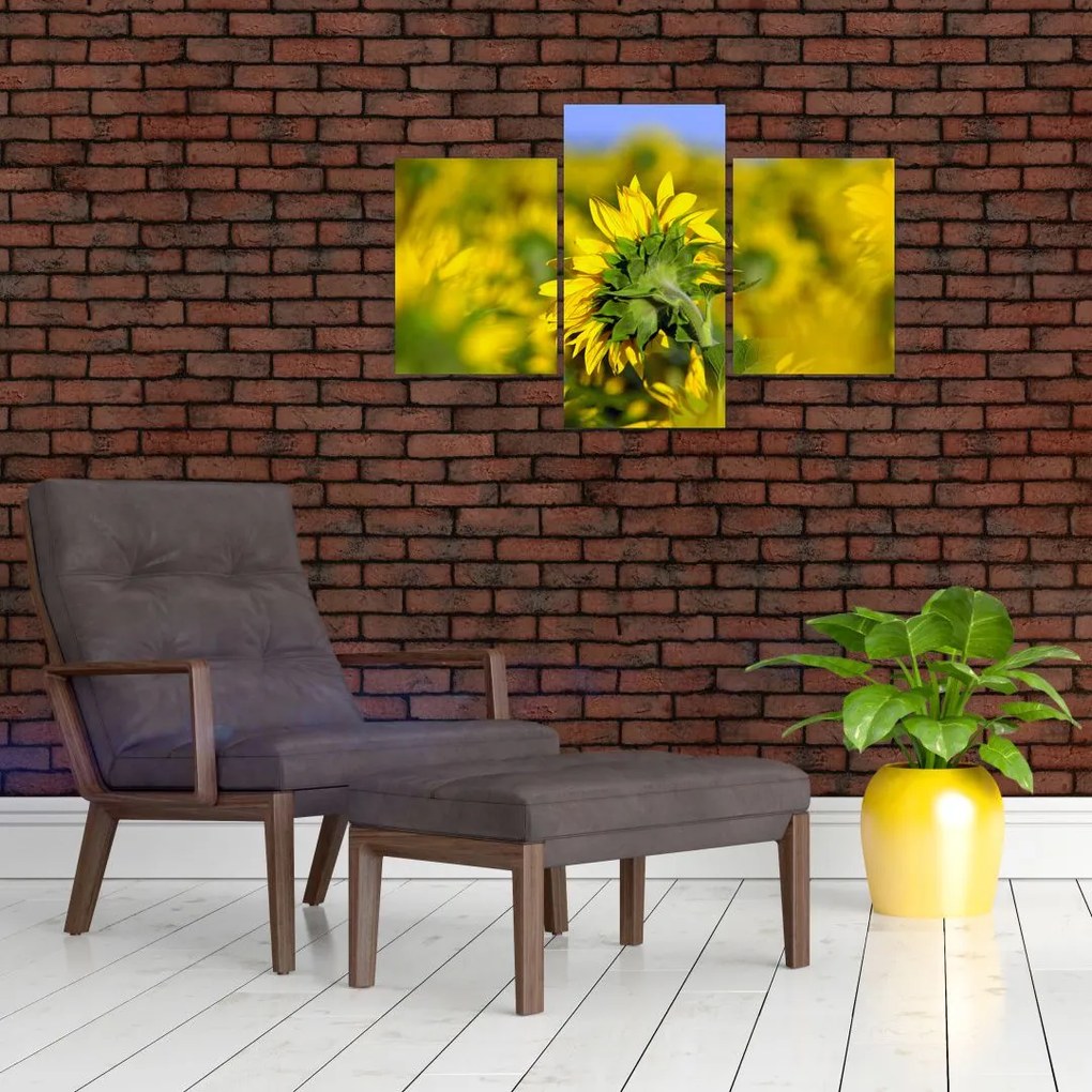 Tablou cu floarea soarelui (90x60 cm)