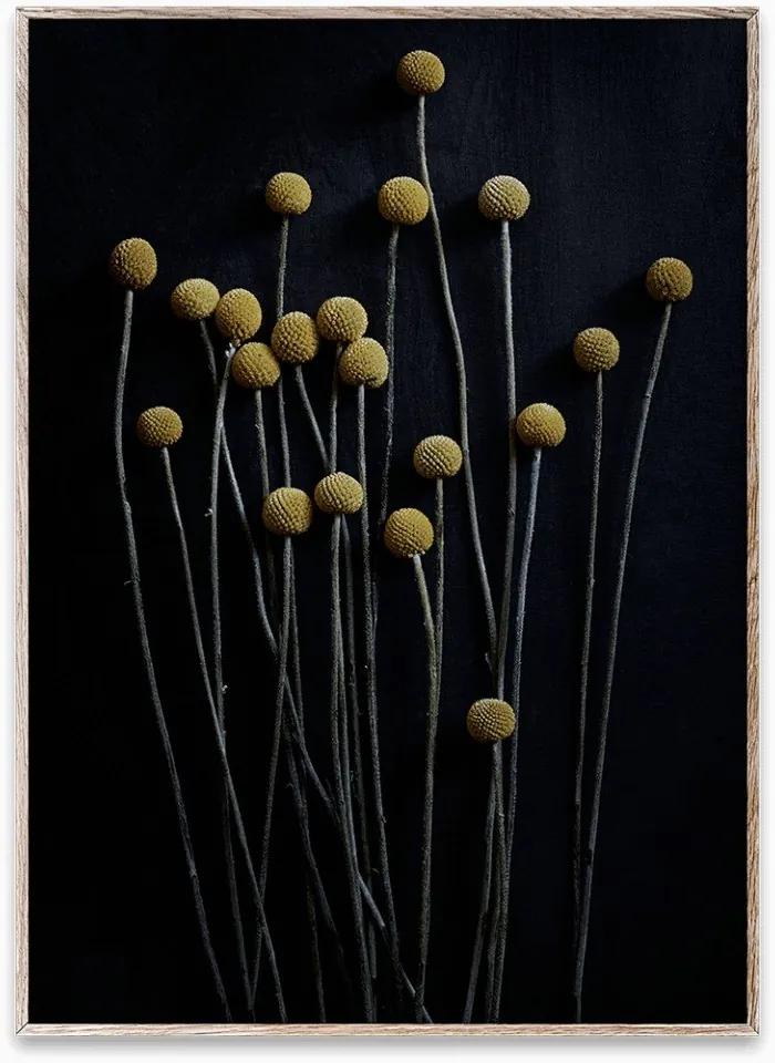 Tablou cu rama stejar Still Life 01 (Yellow Drumsticks) Paper Collective