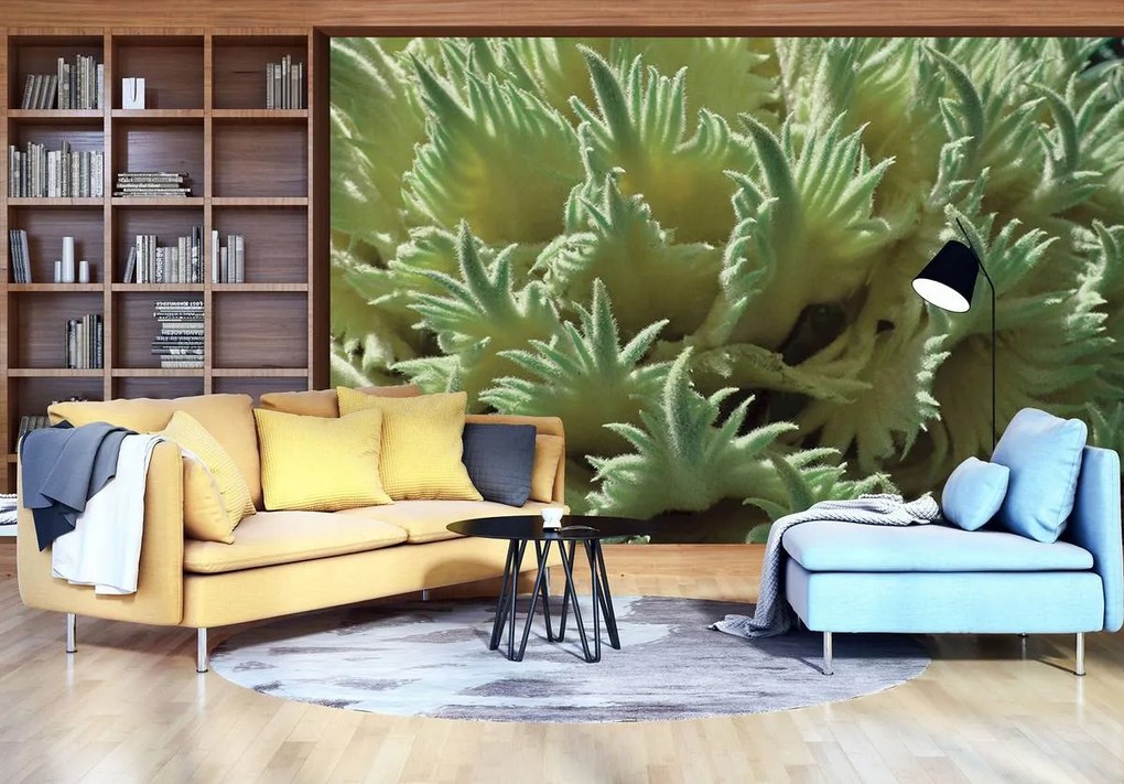 Fototapet - Plante (254x184 cm)