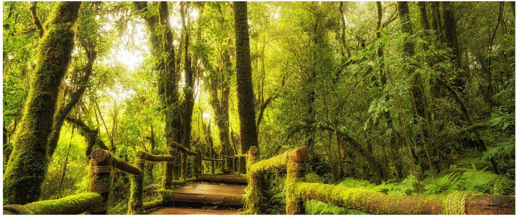 Tablou junglei cu mușchi (120x50 cm)