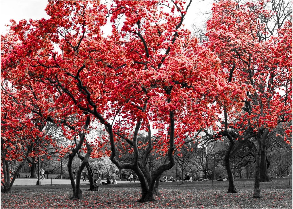 Tablou - Copacii roșii, Central Park, New York (70x50 cm)