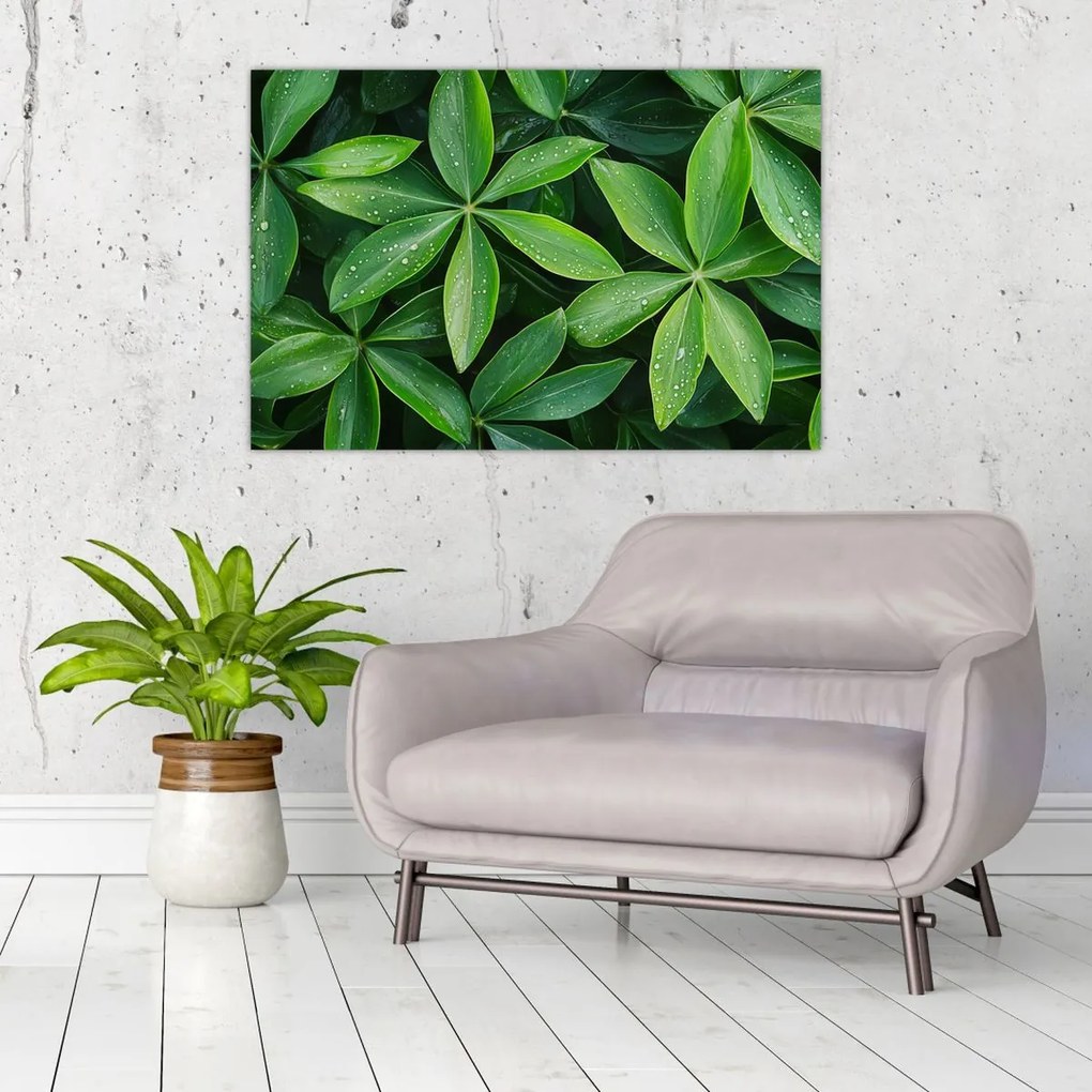 Tablou - Frunze cu picături de rouă (90x60 cm)