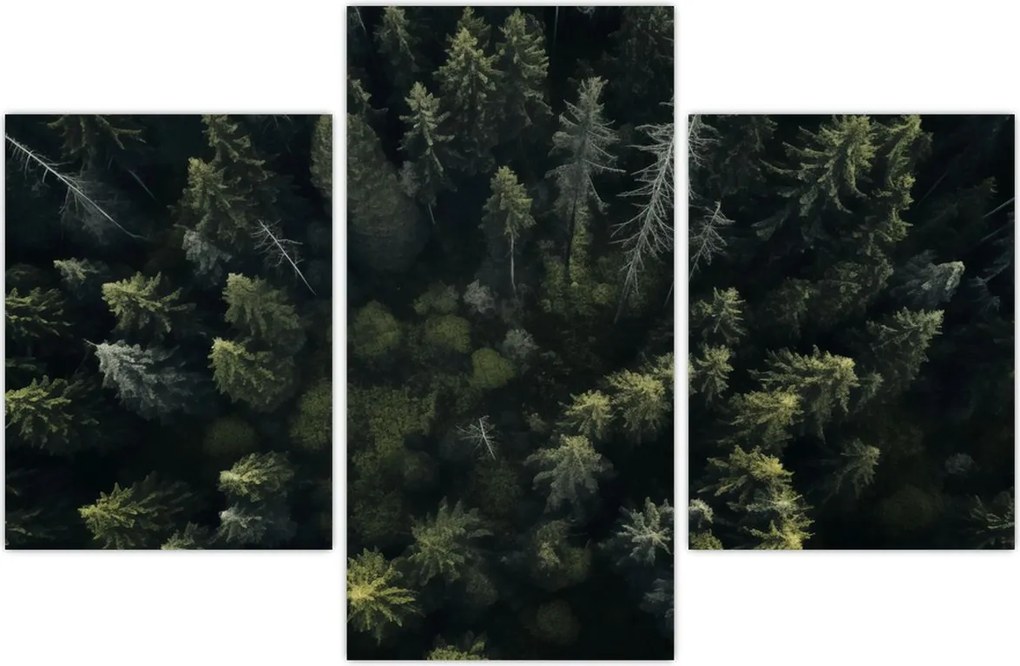 Tablou - Pădure (90x60 cm)