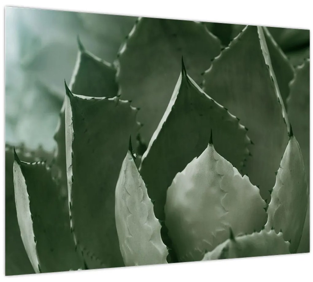 Tablou - Agave verde (70x50 cm)