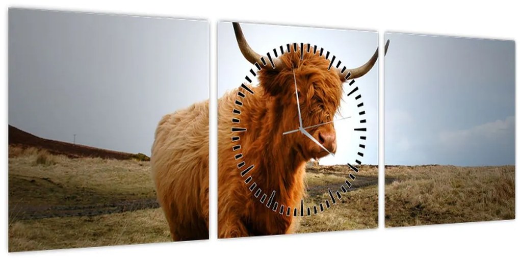 Tablou - Vaci scoțiene (cu ceas) (90x30 cm)
