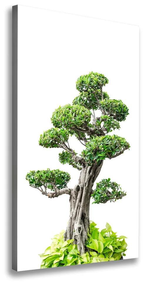 Pictură pe pânză Copac bonsai