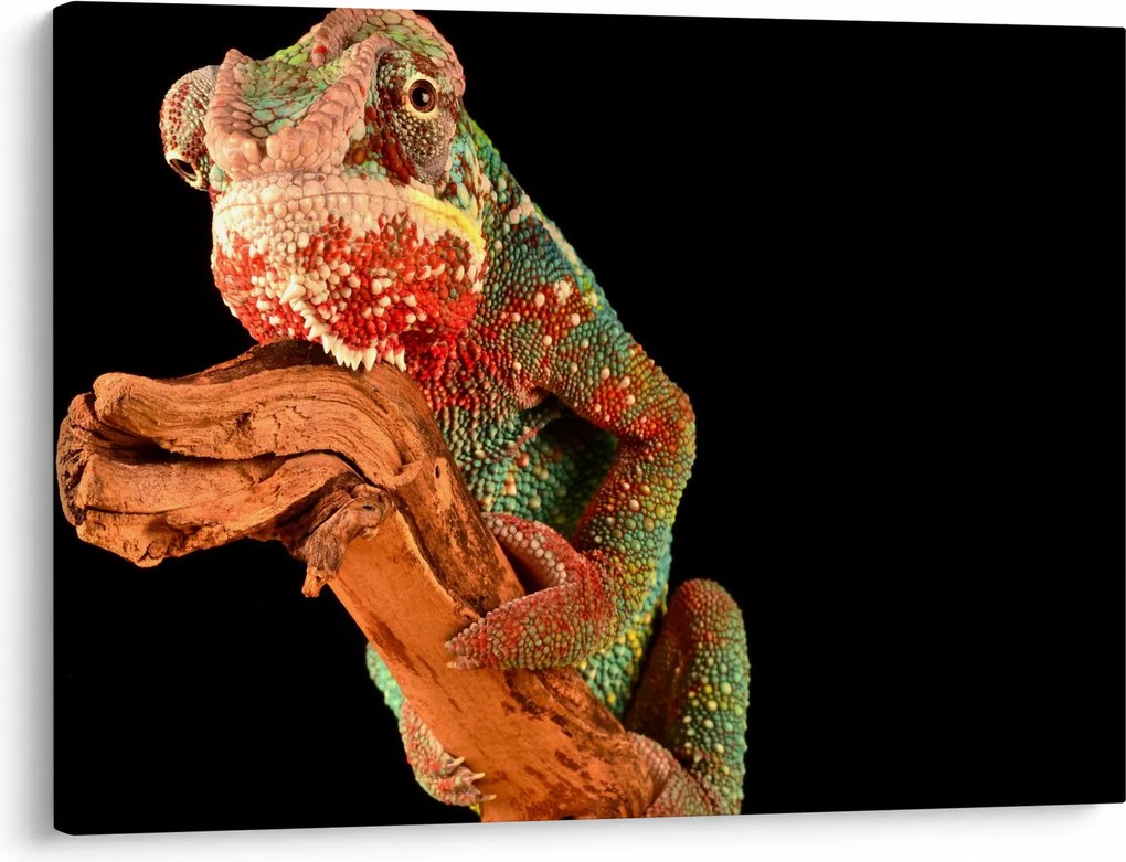 Tablou cu cameleon pe creangă (70x50 cm)