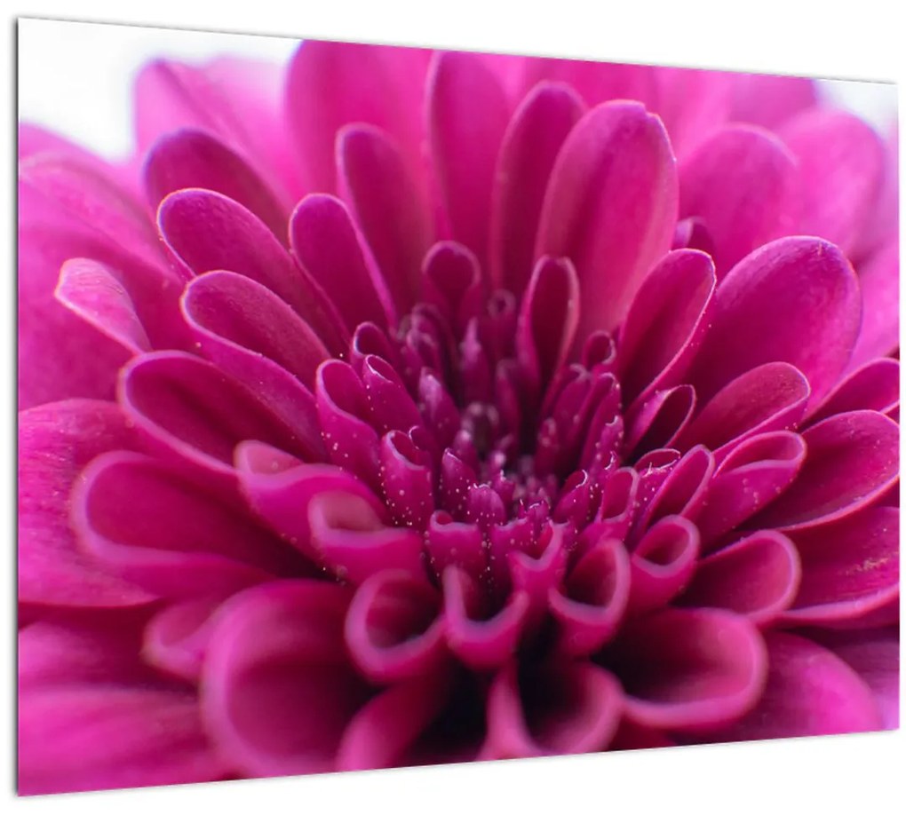 Tablou cu floare (70x50 cm)