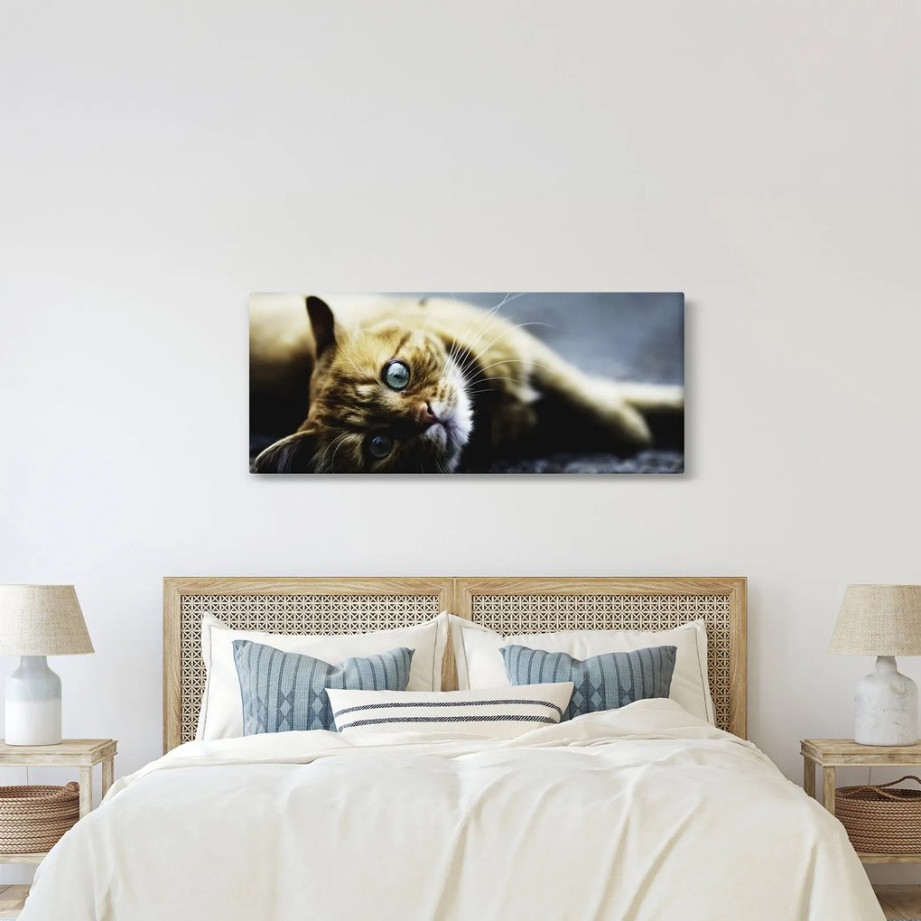 Tablou cu pisica (120x50 cm)