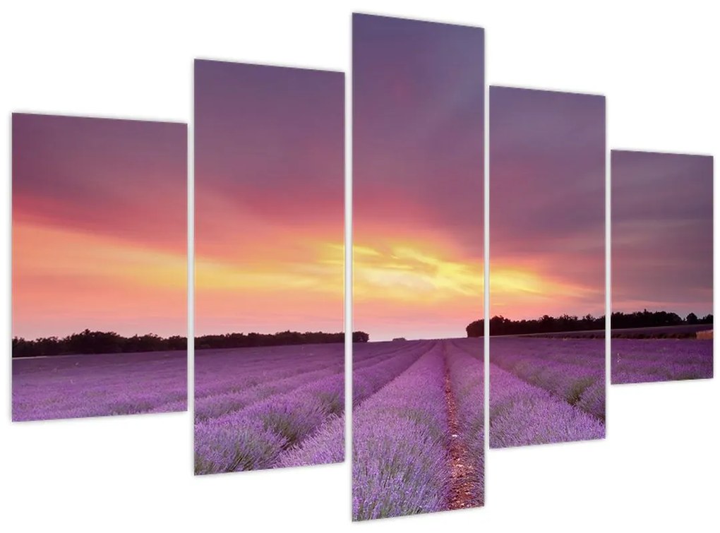 Tablou - Câmp de lavandă (150x105 cm)