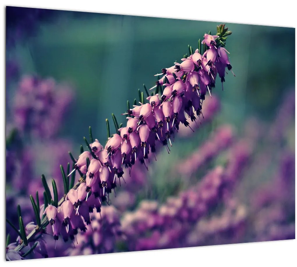Tablou pe sticlă cu floare violetă (70x50 cm)