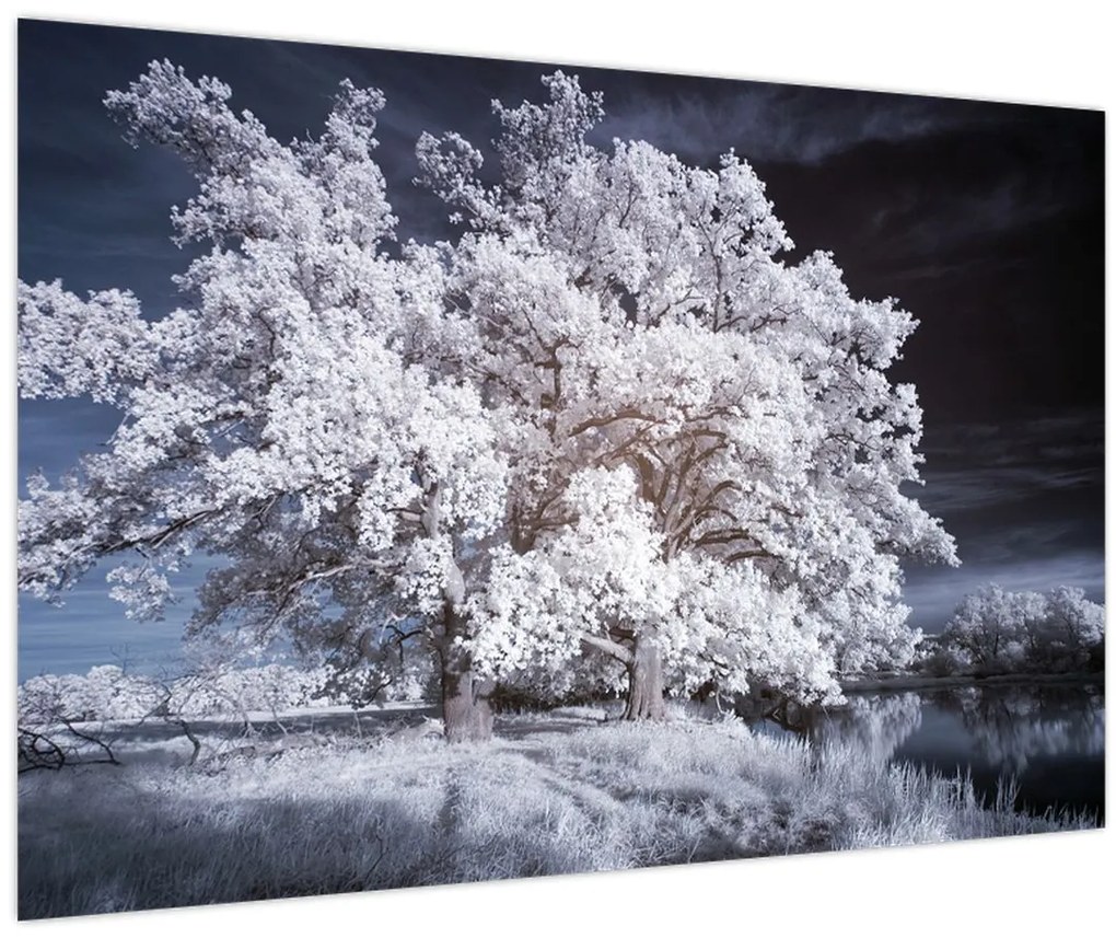 Tablou - Albă ca Zăpada Copac (90x60 cm)