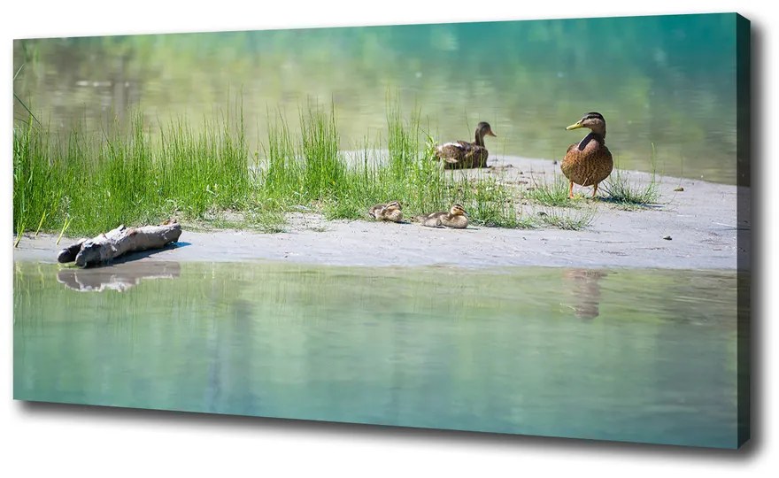 Imprimare tablou canvas Ducks de apă