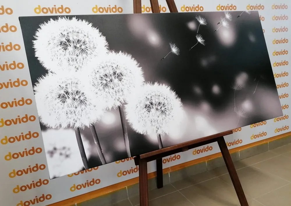 Tablou păpădie pufoasă în design alb-negru
